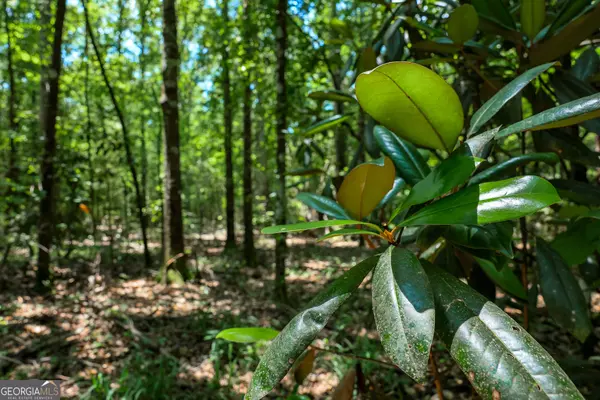 Edison, GA 39846,0 Pine ST