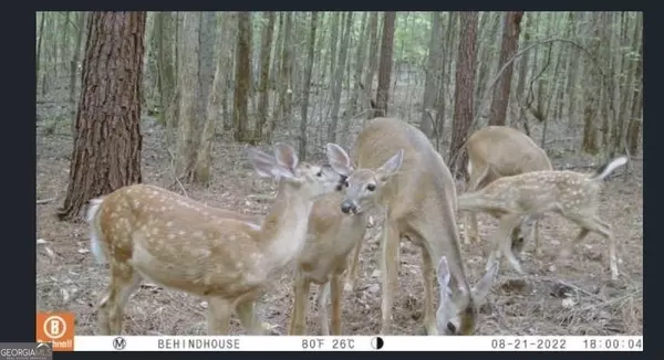 Aragon, GA 30104,0 Jones Washington RD