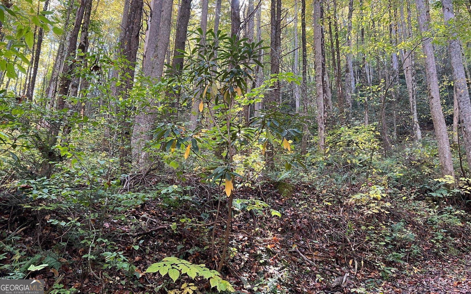 Hayesville, NC 28904,TR 1 Tusquittee Road