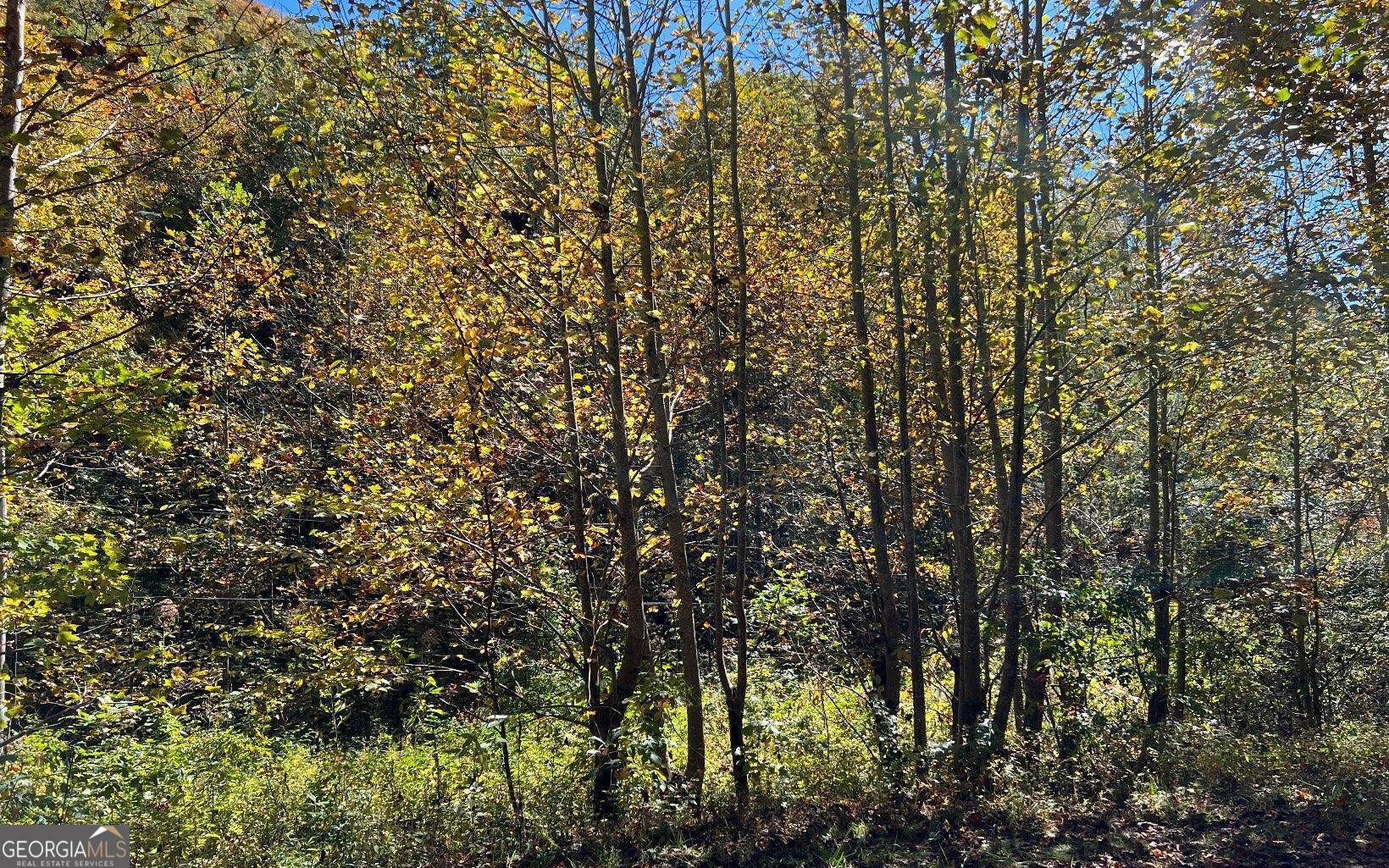 Hayesville, NC 28904,4 AC Tusquittee Road