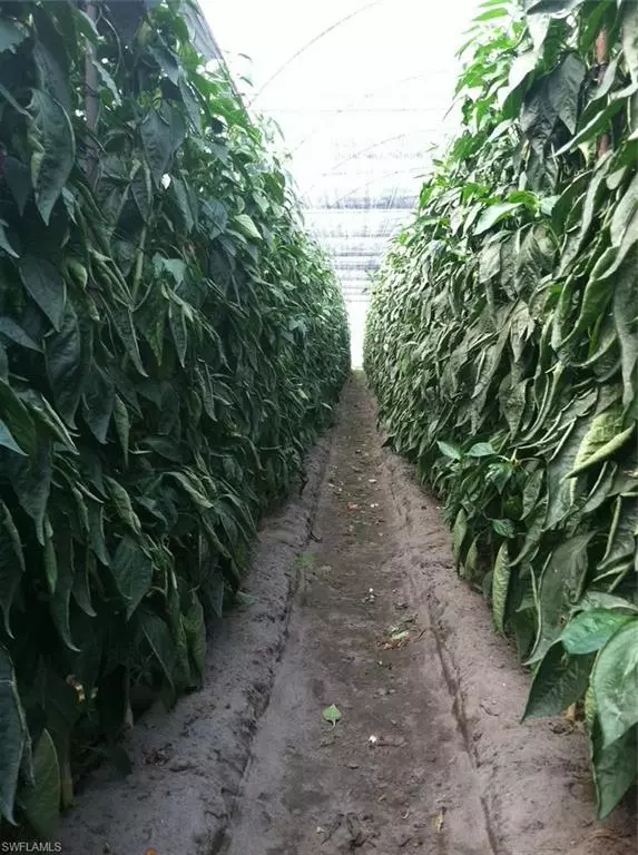 Immokalee, FL 34142,6150 Pringle LN