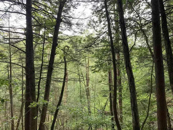 Lot 4 Woodland Clove RD, Phoenicia, NY