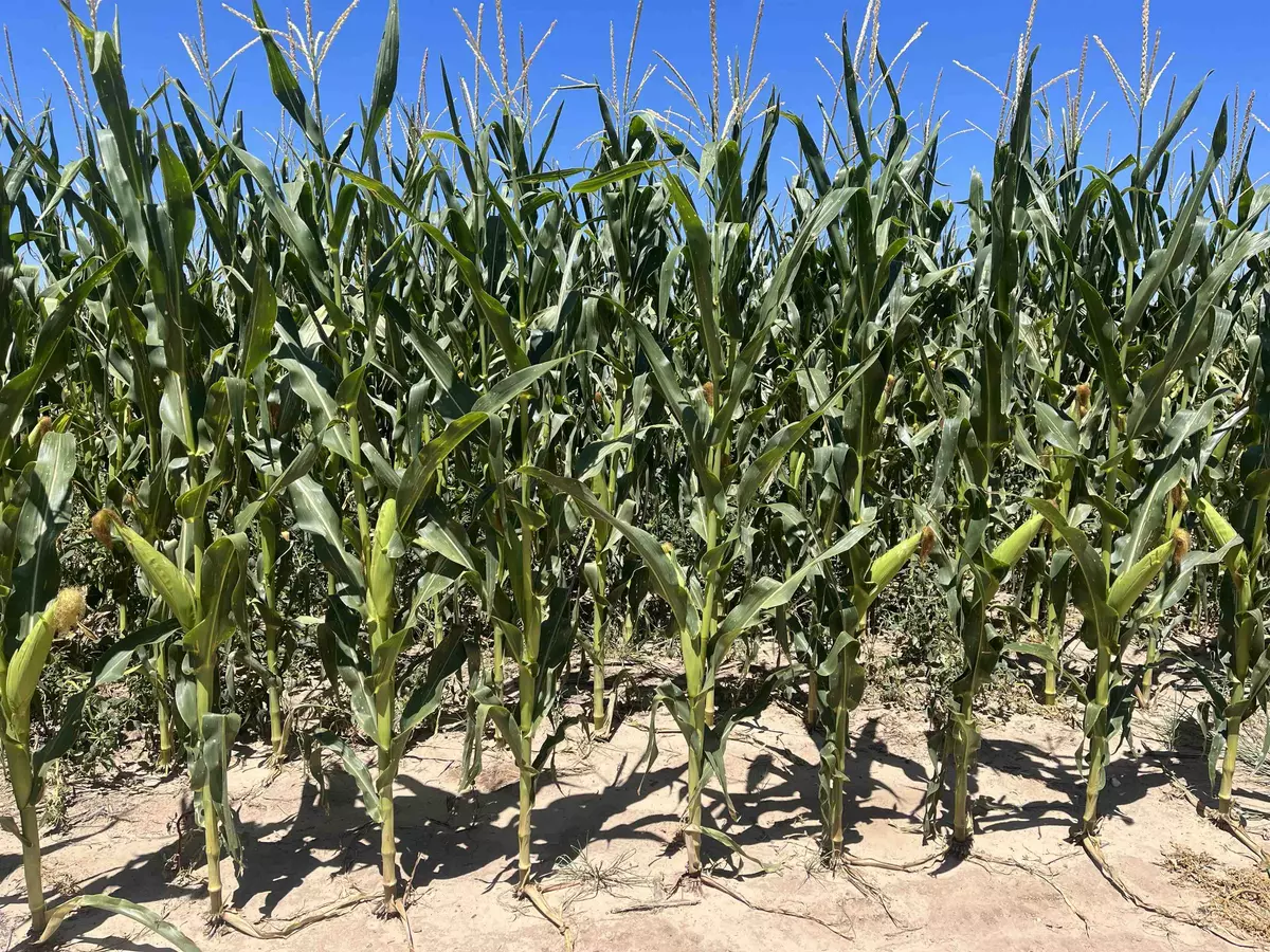 Hugoton, KS 67951,000 K Road Road 6