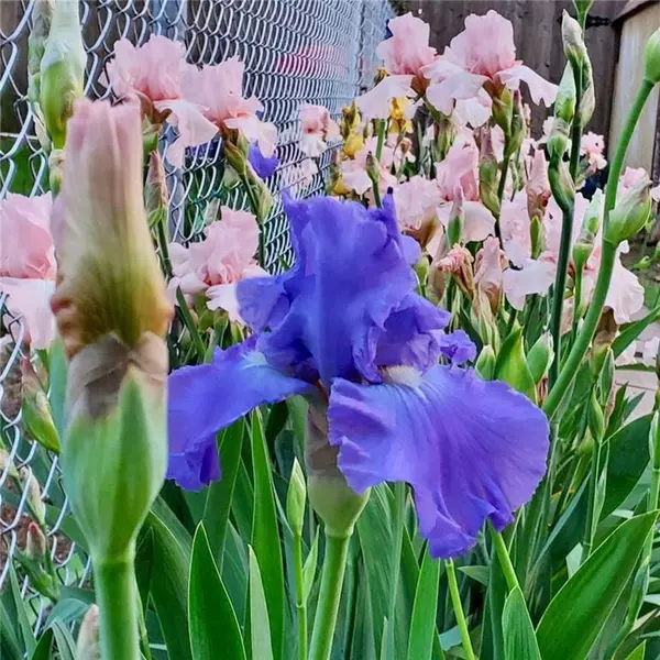 1813 Saber LN, Weatherford, OK 73096