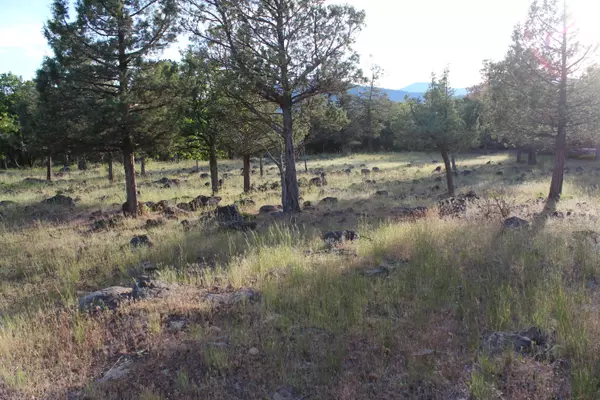 Klamath Falls, OR 97601,Dowitcher #Lot 534