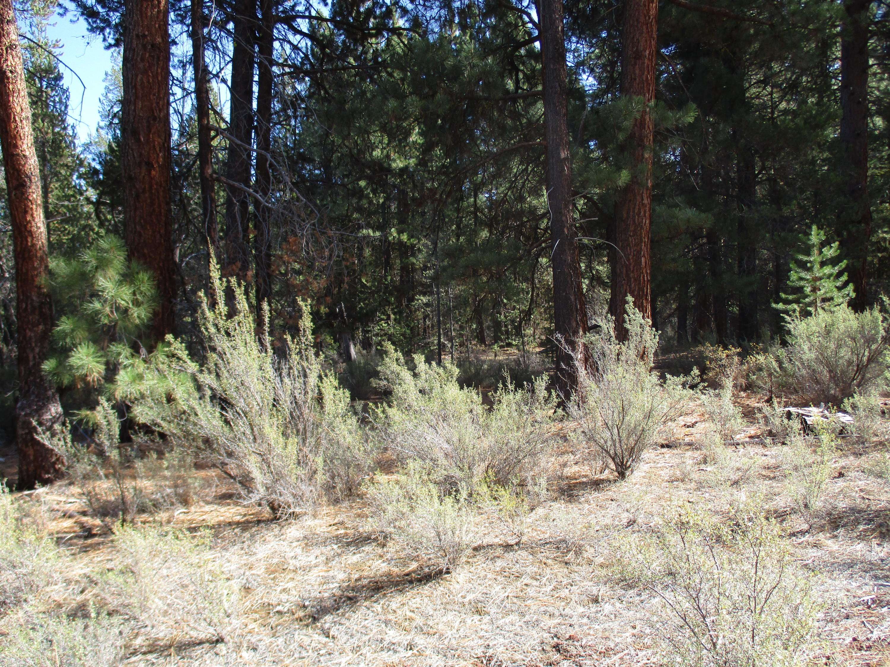Chiloquin, OR 97624,BL1 LOT 12 Green Forest DR