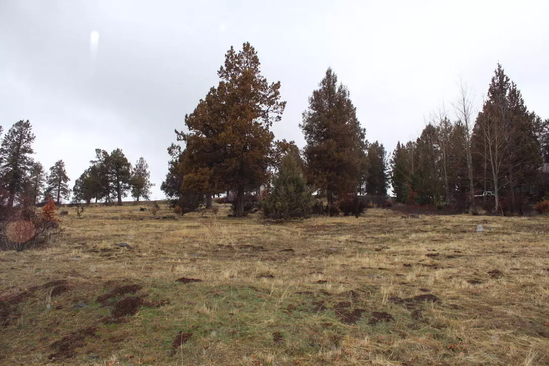 Klamath Falls, OR 97601,Crossbill #Lot 1068
