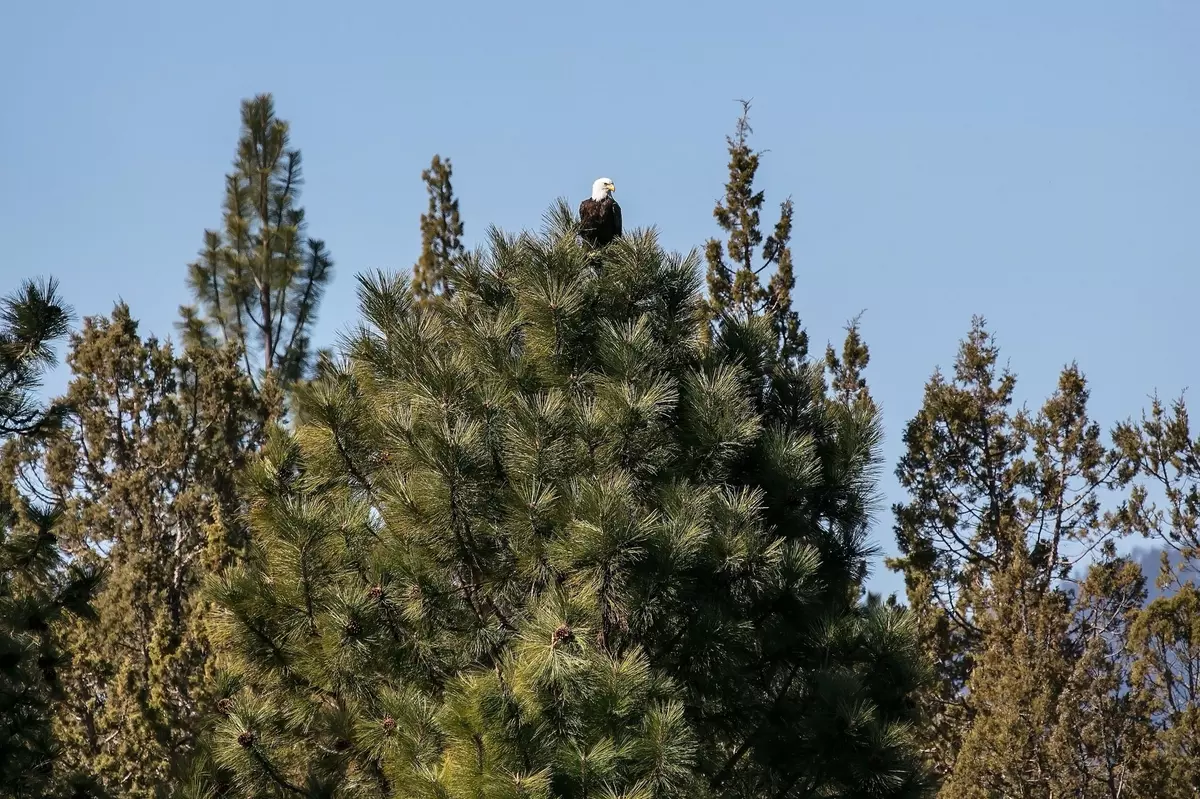 Bend, OR 97703,64090 Tyler RD