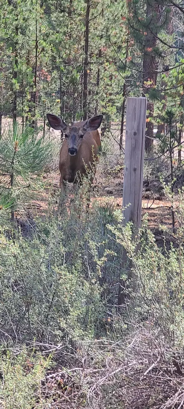 La Pine, OR 97739,8 Collar DR