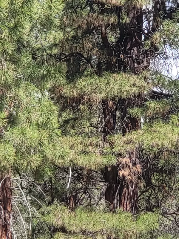 Bonanza, OR 97623,0 Lot 7 Blue Heron