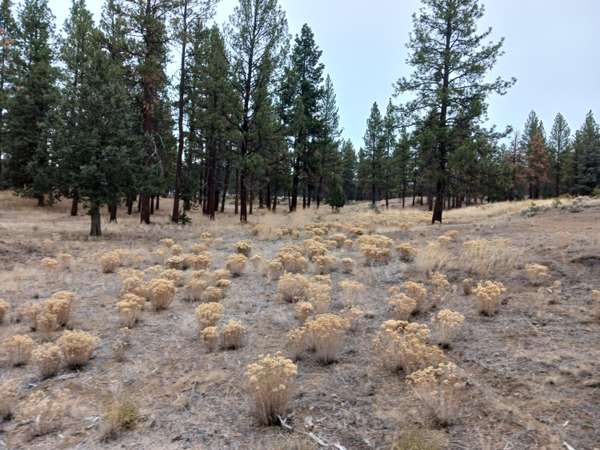 Arrowhead LN #Lot 20, Chiloquin, OR 97624