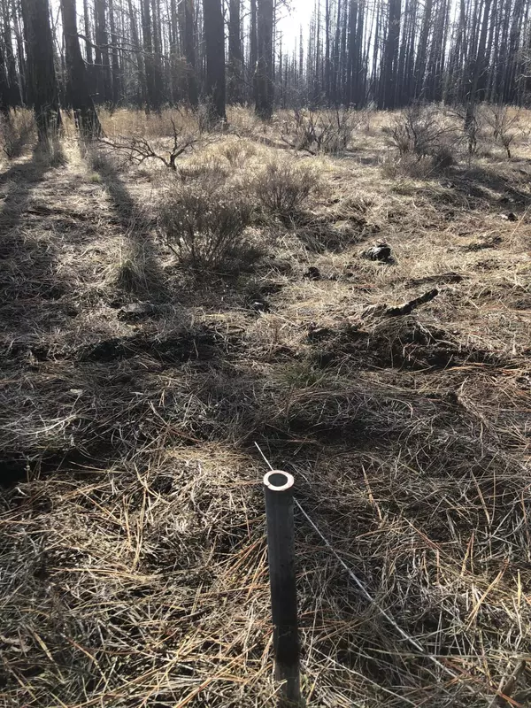 Beatty, OR 97621,5 Acres Near Godowa Springs RD