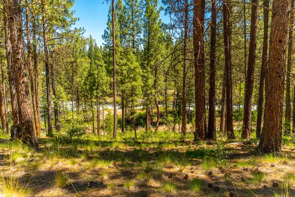 La Pine, OR 97739,53490 Wildriver WAY