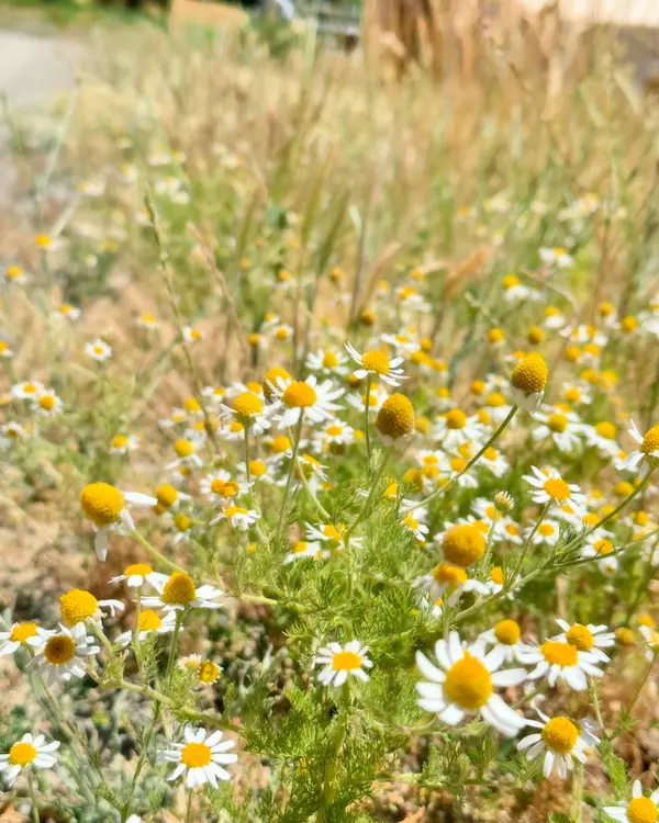 Applegate, OR 97530,4420 Humbug Creek RD