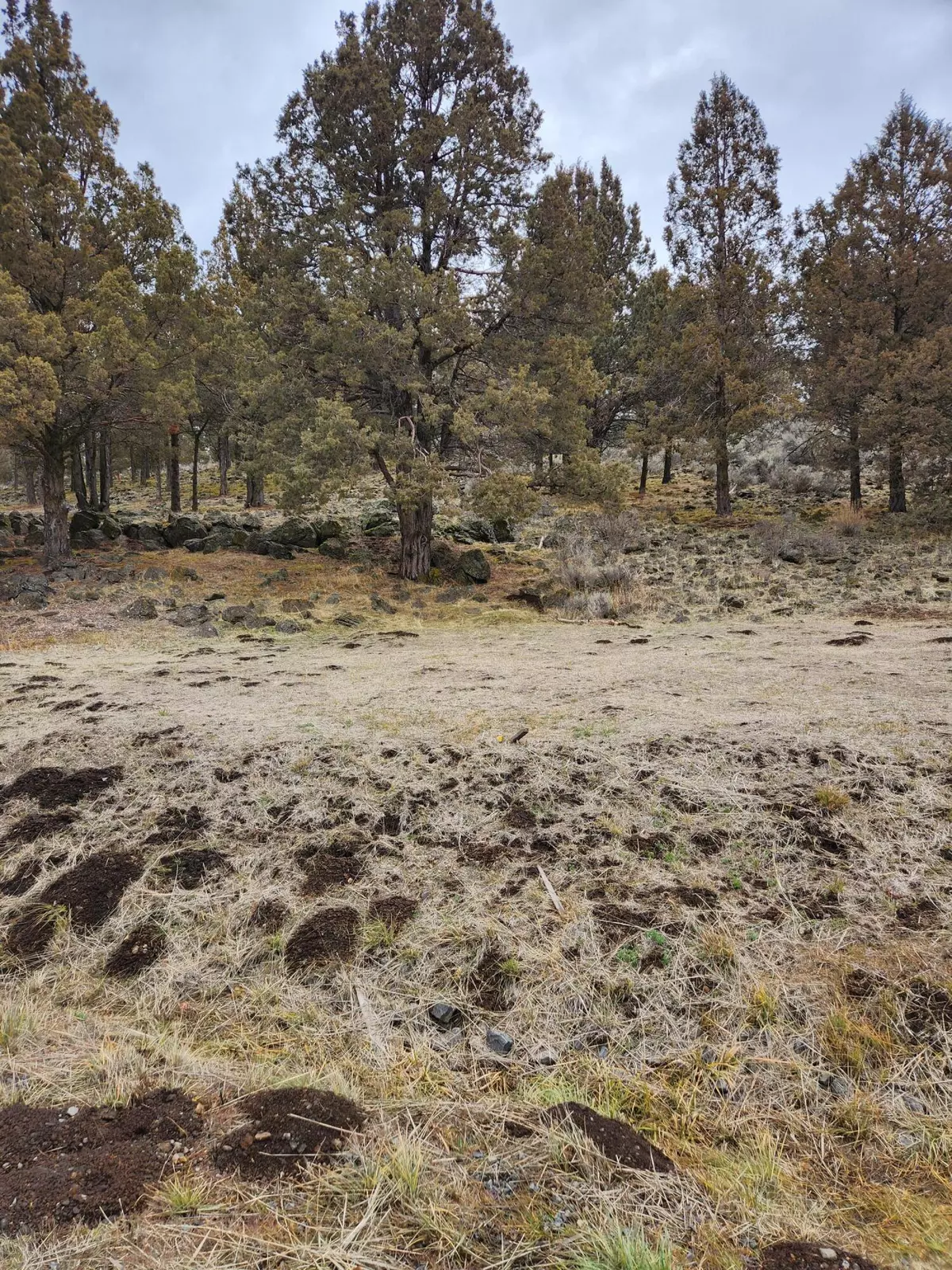 Klamath Falls, OR 97601,Parula RD #Lot 1150