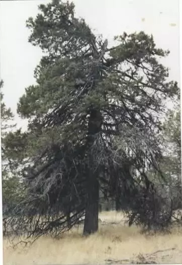 Bonanza, OR 97623,Wildhorse DR #6