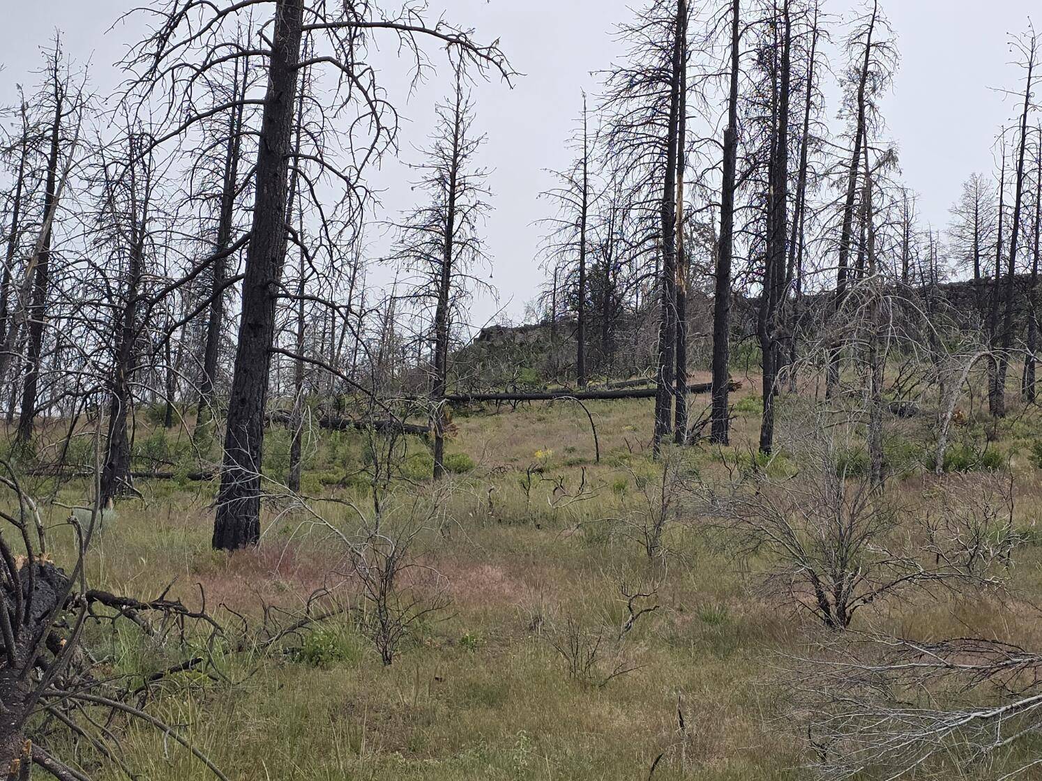 Oregon Pines RD, Sprague River, OR 97639