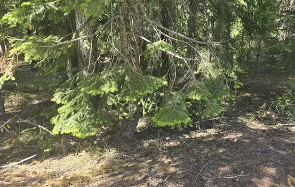 Crescent Lake, OR 97733,26 Diamond Peak DR