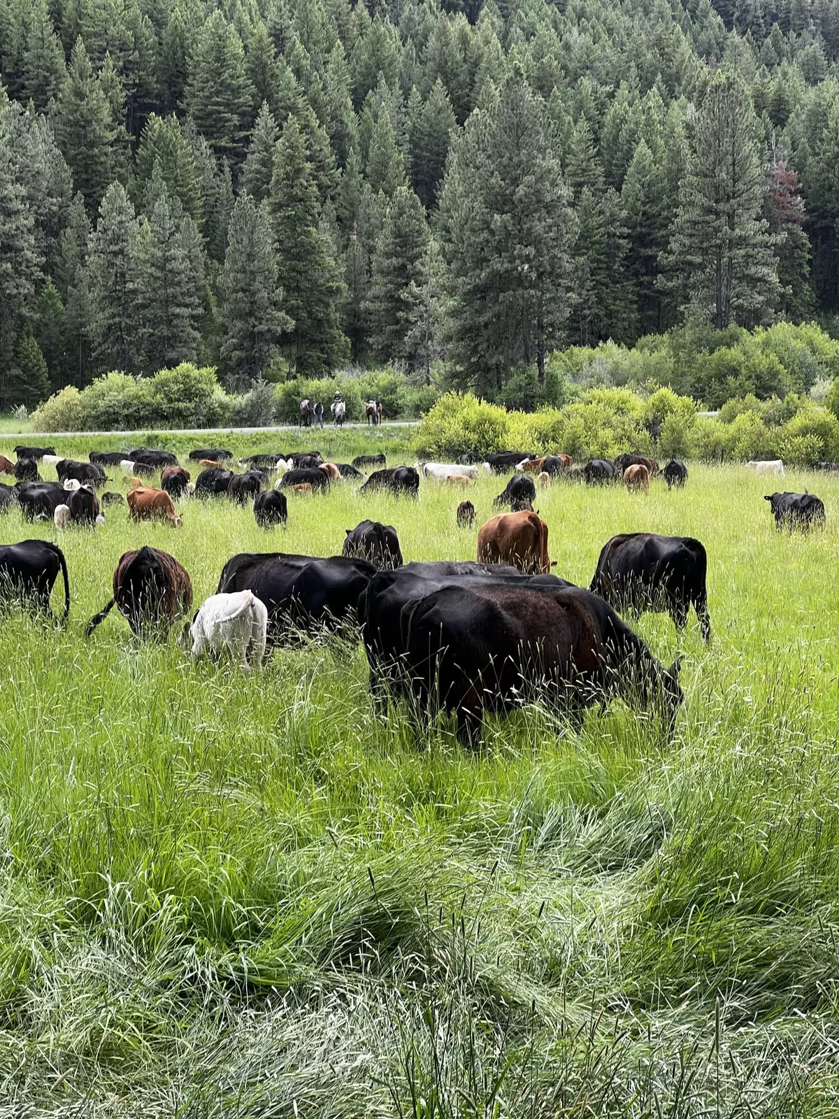 Mount Vernon, OR 97865,USFS 36 Road
