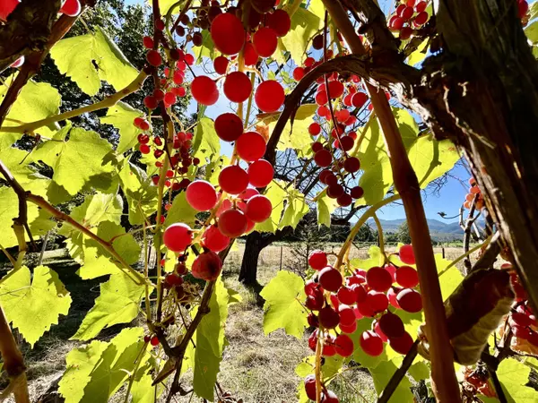 Medford, OR 97501,2864 Griffin Creek RD