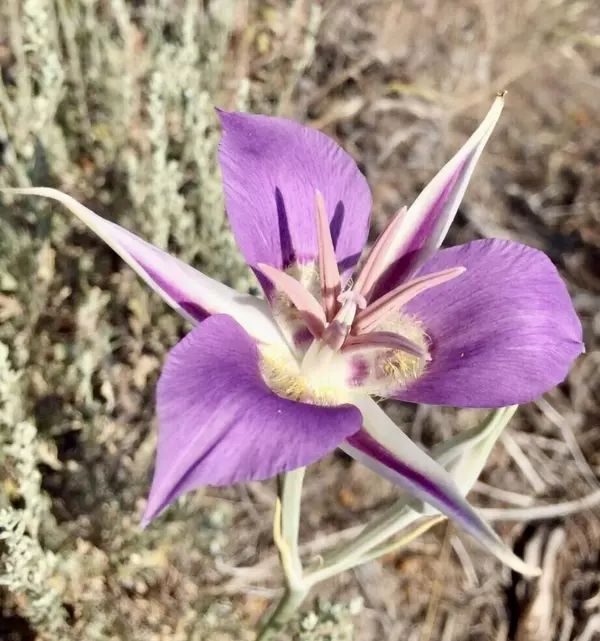 Sprague River, OR 97639,Oregon Pine