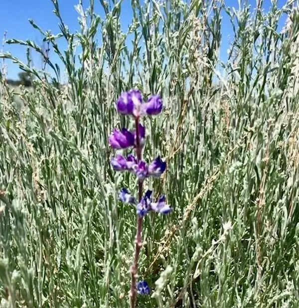 Sprague River, OR 97639,Oregon Pine