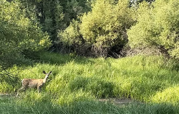 Bend, OR 97707,55086 Log Bridge DR
