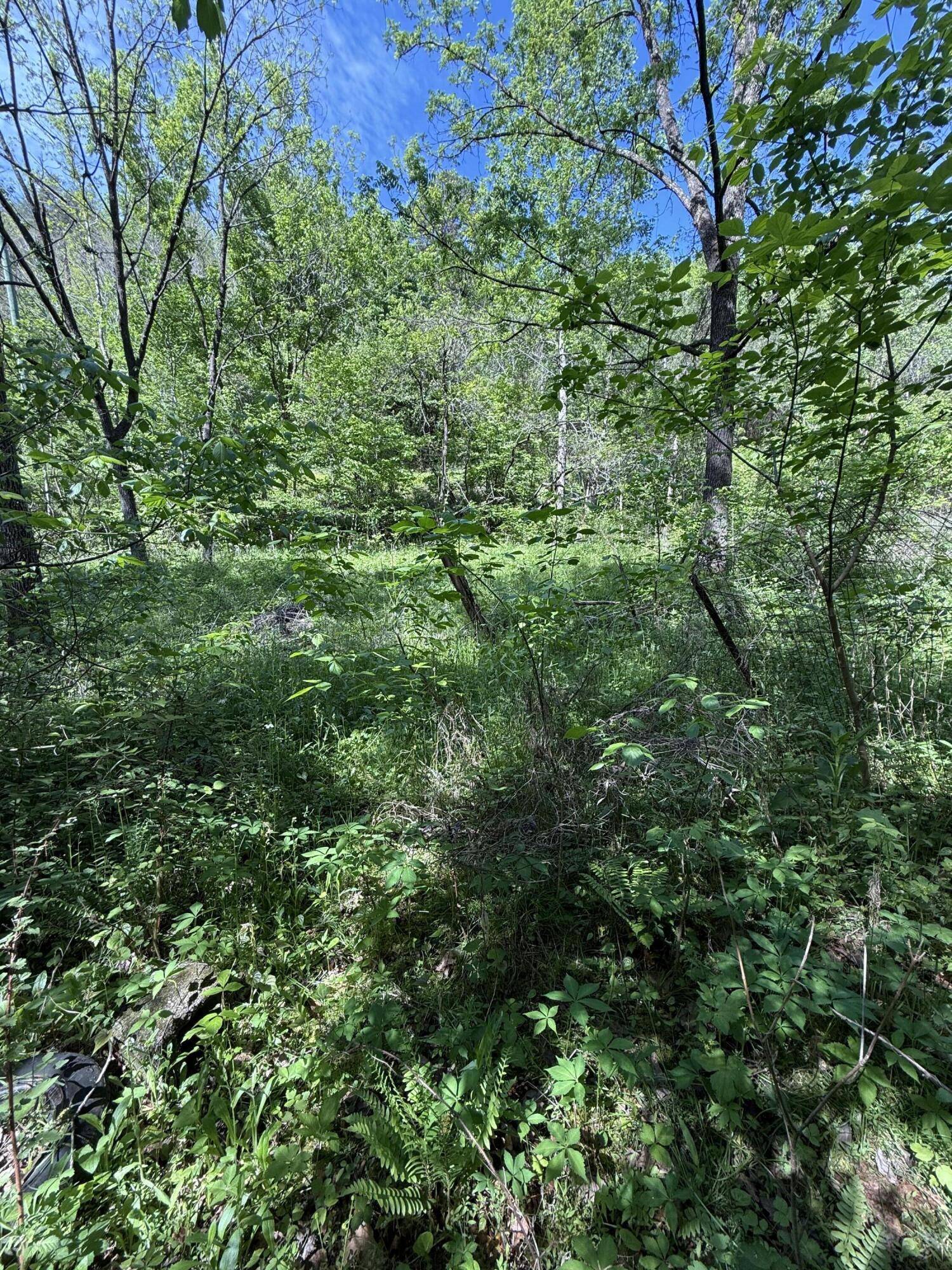 Cosby, TN 37722,4454 Wilhite RD