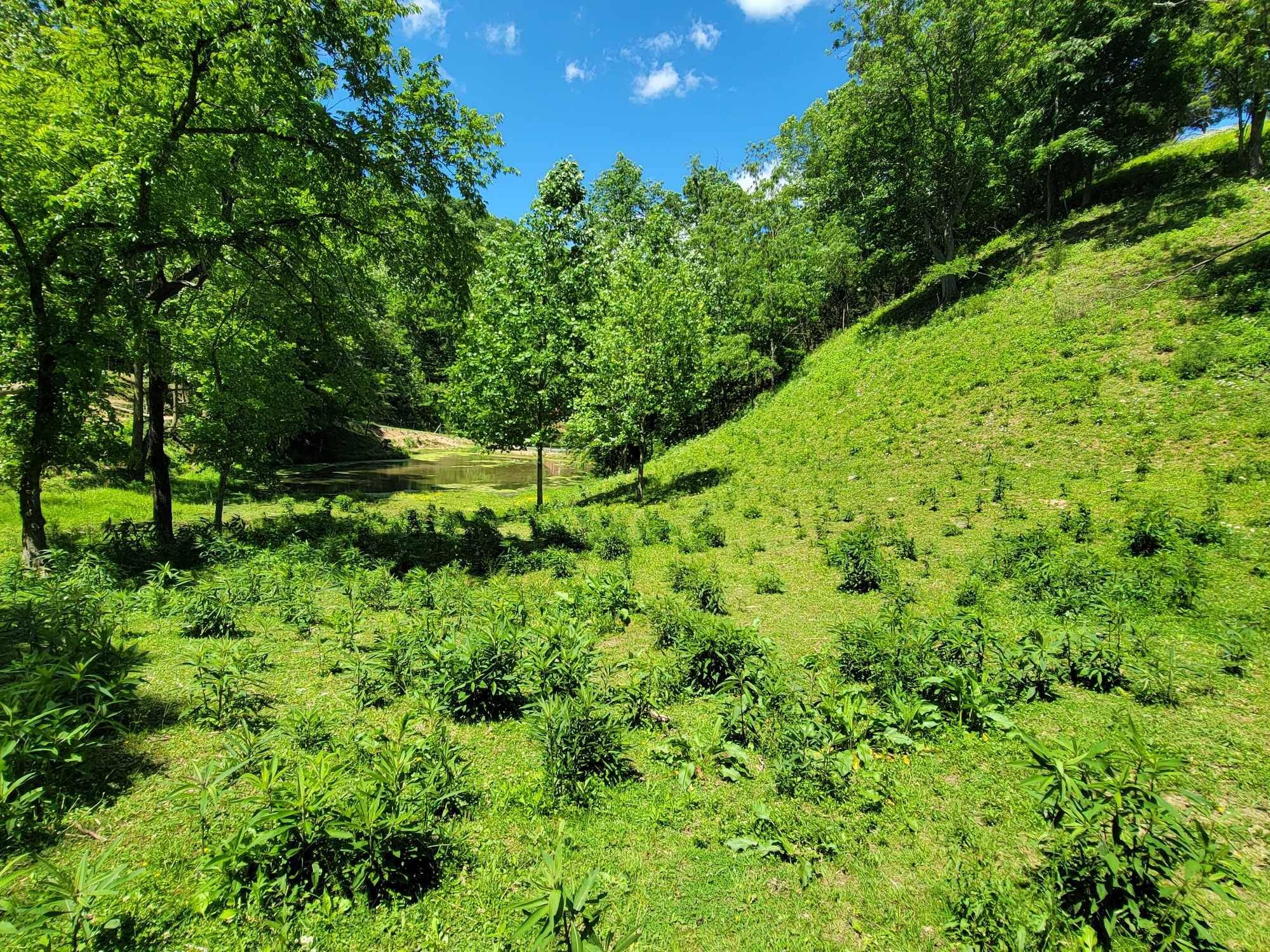 Tract 7 Sandy Valley RD, Rogersville, TN 37857