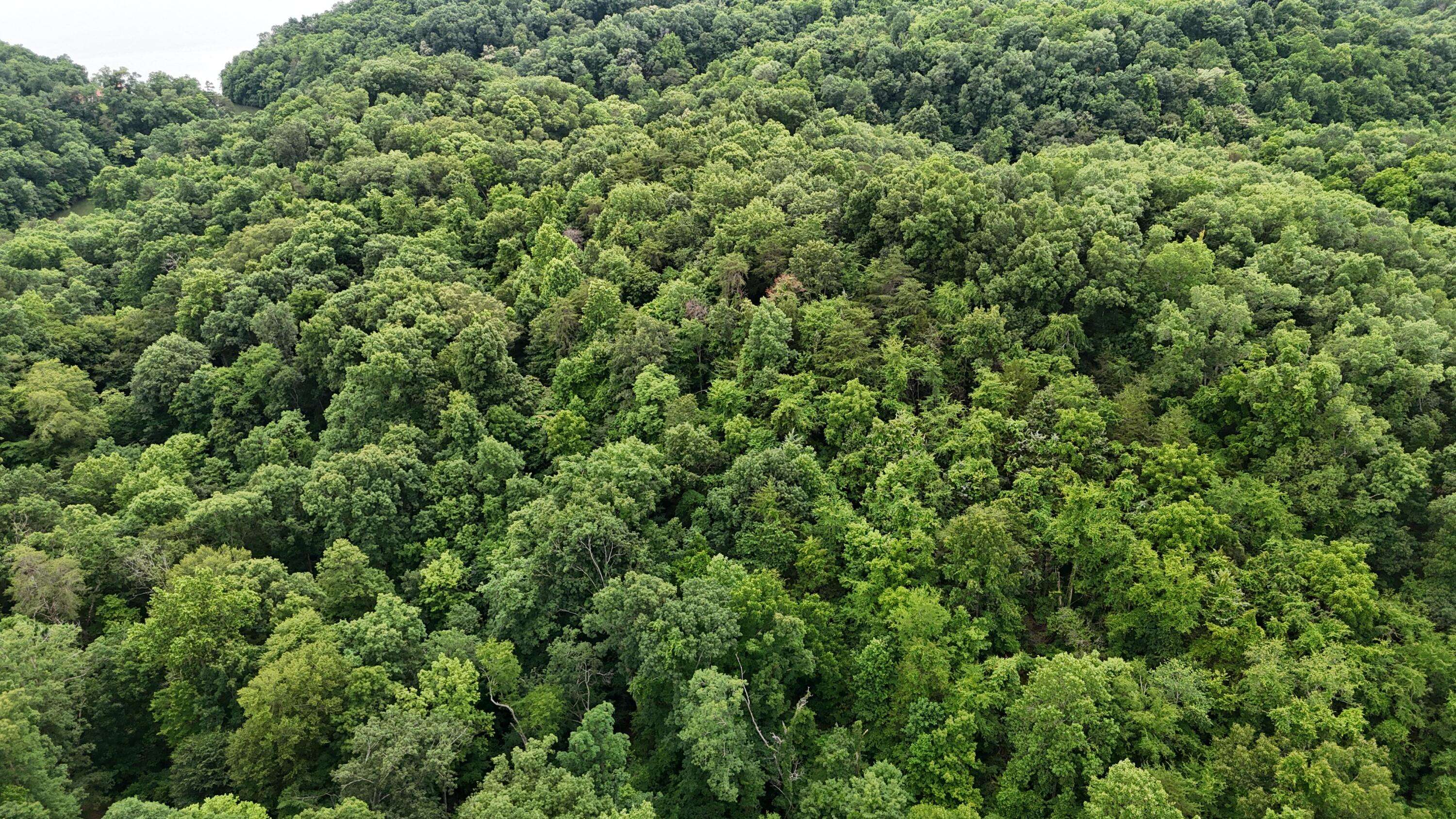 Baneberry, TN 37890,5 Lots Fortunato DR