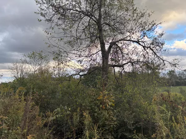 New Market, TN 37820,0 Mitchell RD