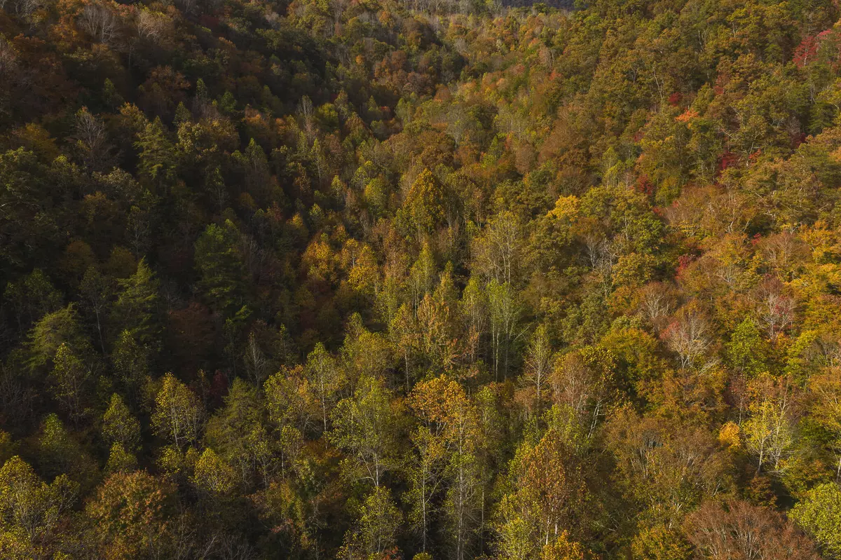 Kyles Ford, TN 37765,0 Livesay Chapel RD