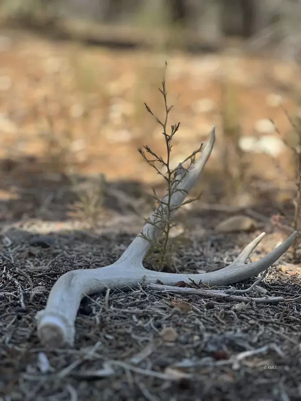 Orderville, UT 84758,SQUAWBERRY CIRCLE