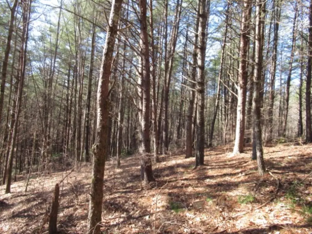 Sunset, SC 29685,Lot 10 Sweet Shrub CT
