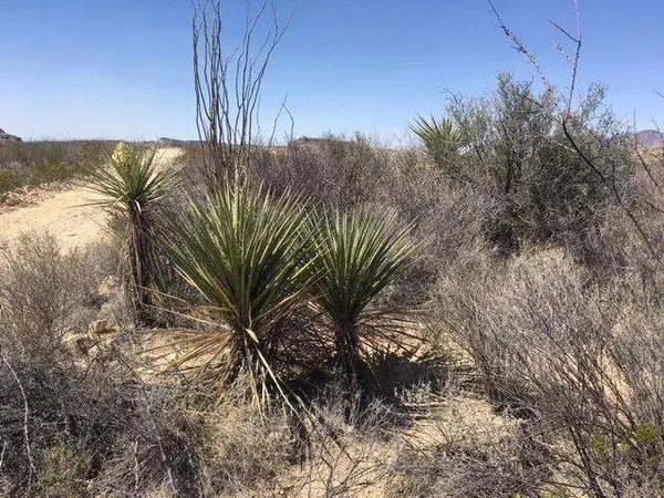 Alpine/terlingua, TX 79852,270 N Bowie Street