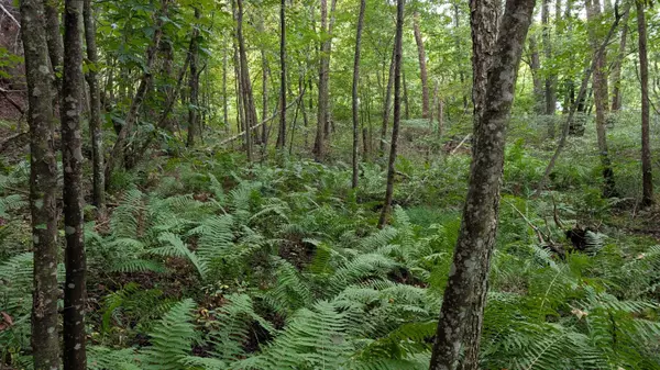 Jackson, OH 45640,0 Limerick Road