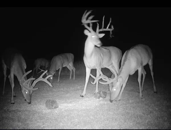 Ft Towson, OK 74735,195379 N 4380Rd