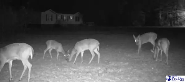 Lamar, SC 29069,485 jennings rd