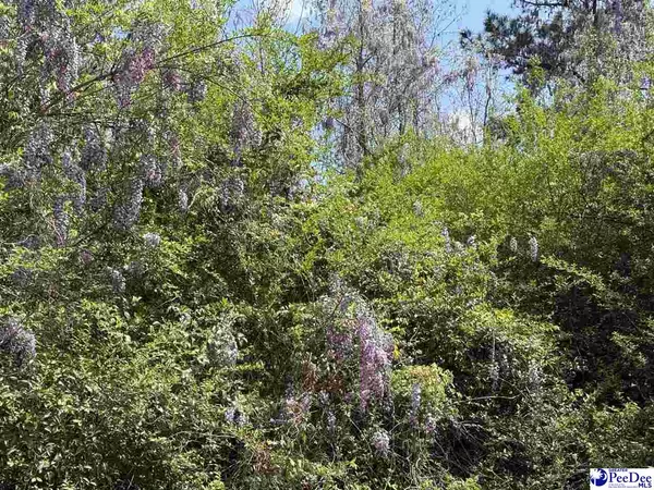 Hemingway, SC 29554,Atlantic Rd