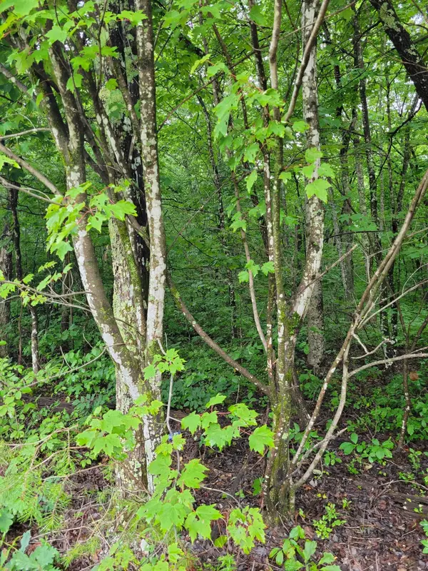Pikeville, TN 37367,11 Mountain Creek RD