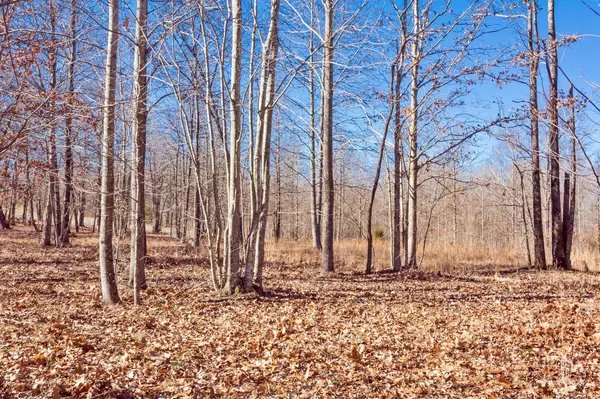 Dunlap, TN 37327,515 Wilderness WAY
