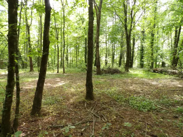 Pikeville, TN 37367,00 Bench RD