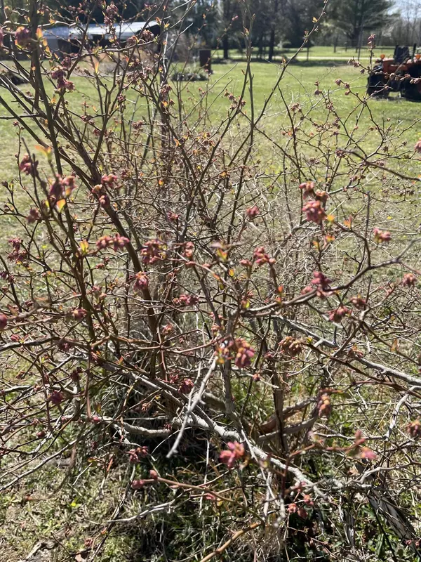 Belvidere, TN 37306,4945 Mingo Road RD