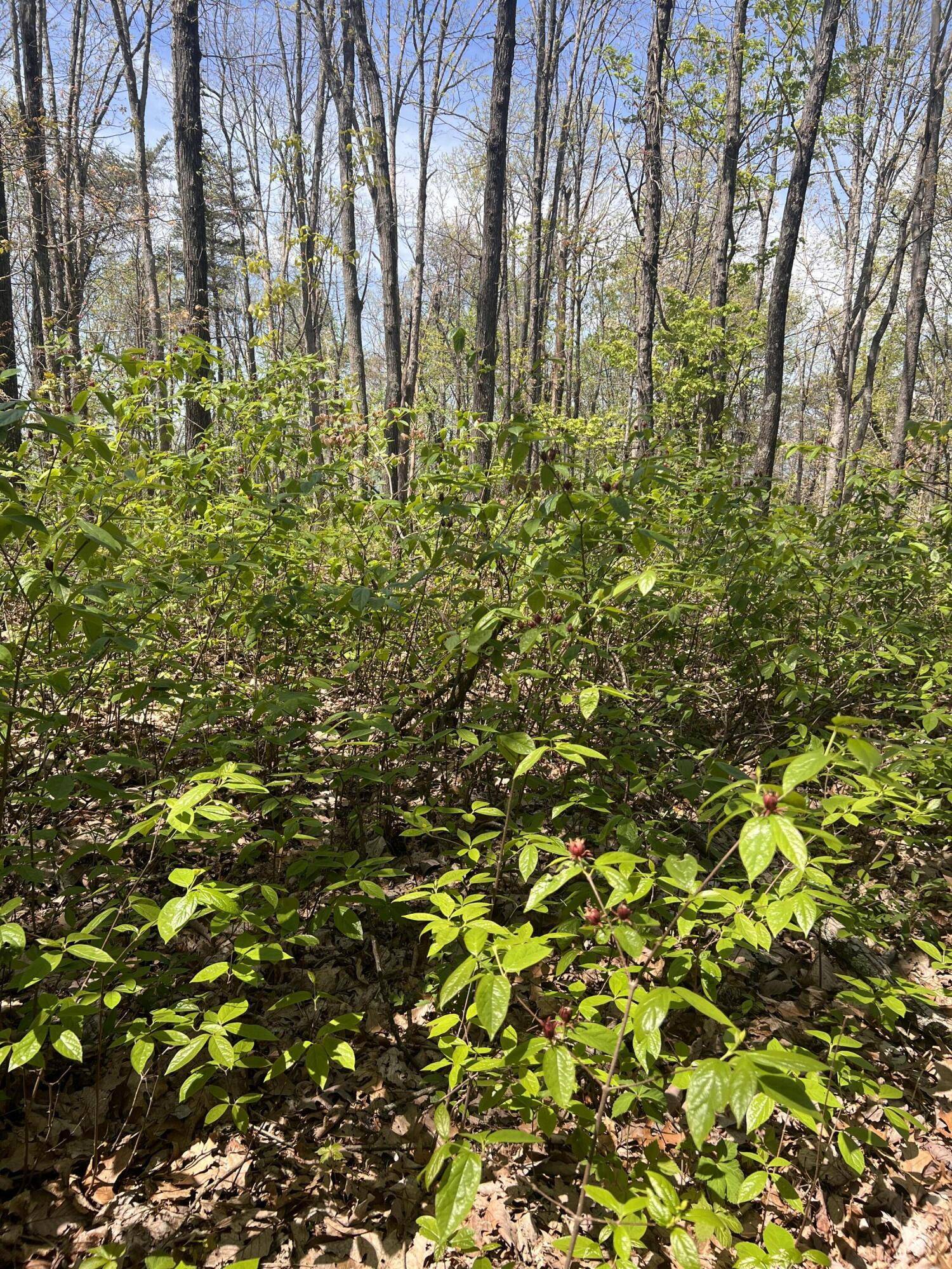 Signal Mountain, TN 37377,9 S U 127