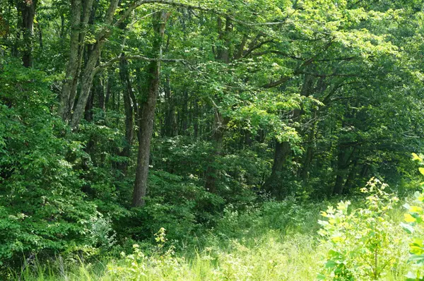 Grandview, TN 37337,00 Manning RD