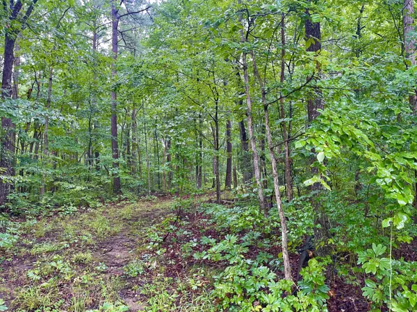 Pikeville, TN 37367,Lot 54 Lou RD