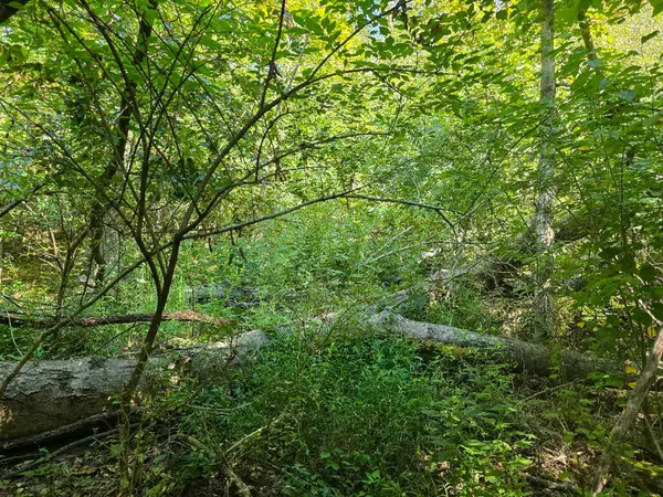 Nashville, TN 37207,221 Indian Summer CT
