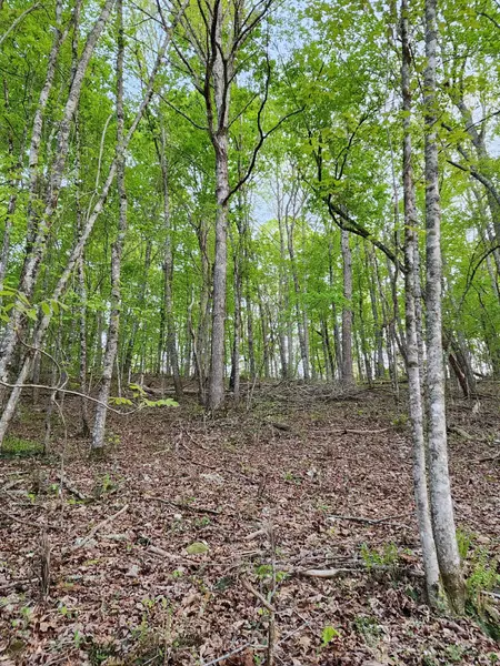 4622 Parker Loop RD, Birchwood, TN 37308