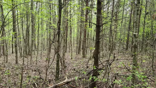 Tracy City, TN 37387,0 Old Holy Water RD