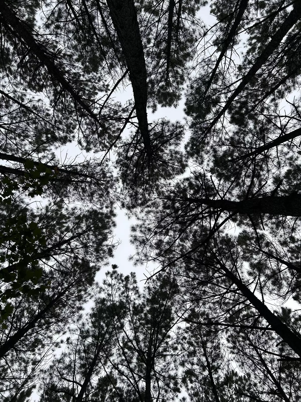 Jasper, TN 37347,1771 Crockett PT